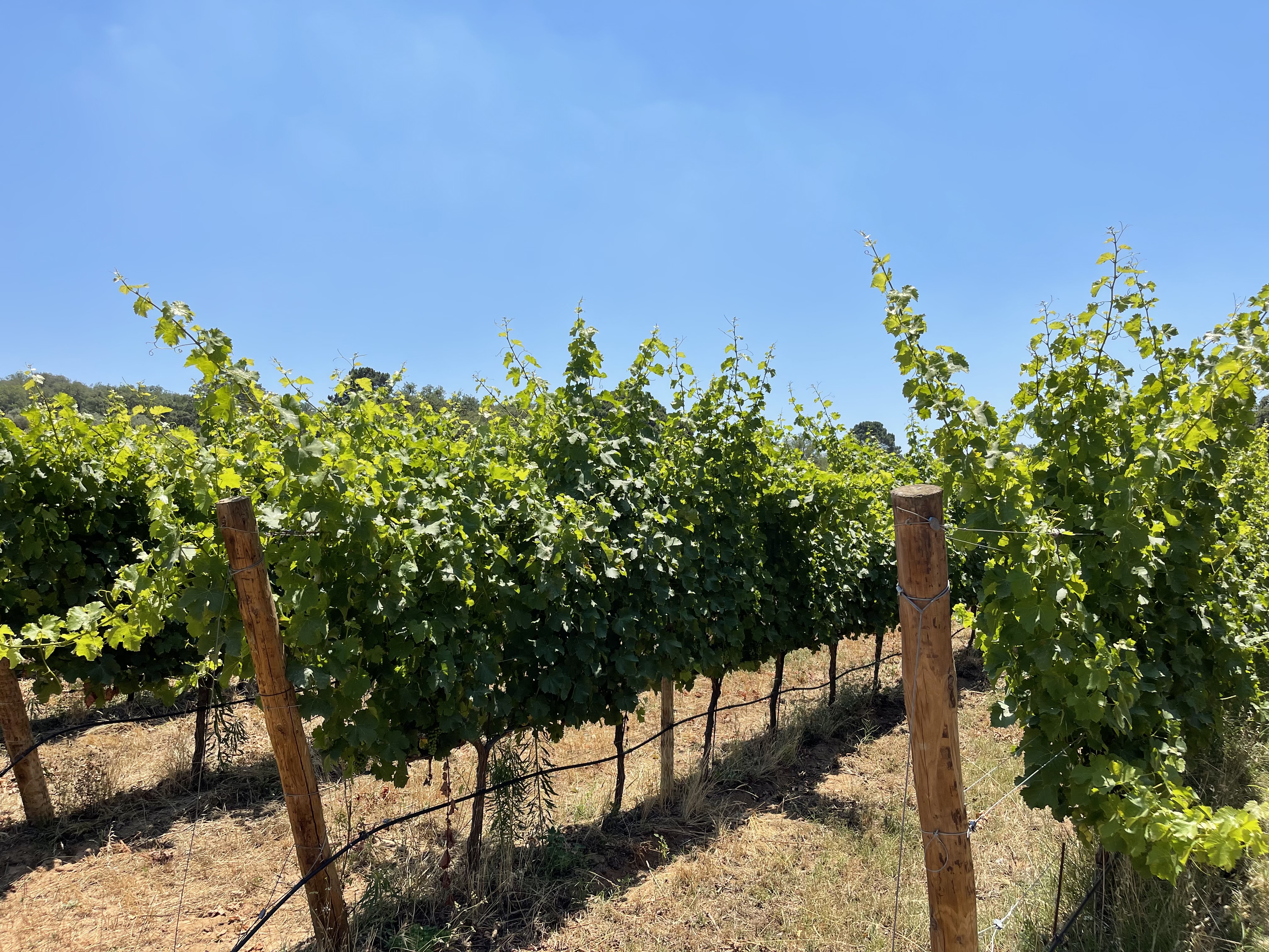 Vinha da Quinta dos Arcos